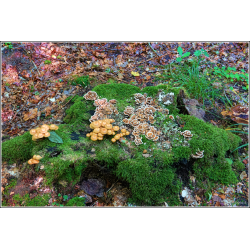 Skovens Magi omkring Den Gamle Stub