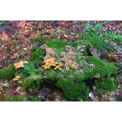 Skovens Magi omkring Den Gamle Stub