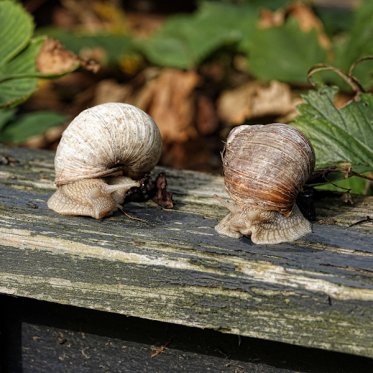 Dyr - Insekt Plakater