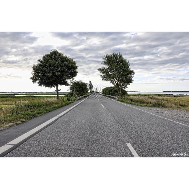 Bog Dmningen