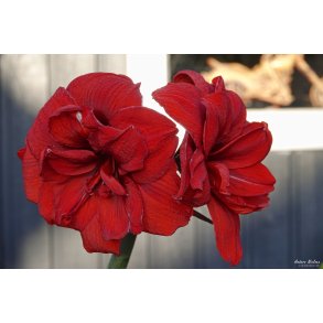 De fire verdenshjrner