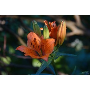 Orange Lilje