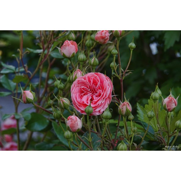 Rose