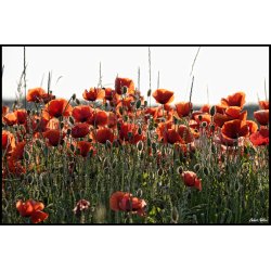 Blomster &amp; Natur