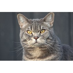 Dyr - Fugle &amp; Insekter