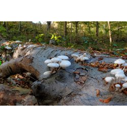 Blomster &amp; Natur