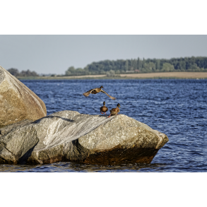 �nder p� Stenen i Bakkeb�lle