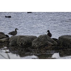 Dyr - Fugle &amp; Insekter