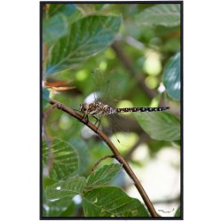 Dyr - Fugle &amp; Insekter