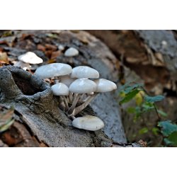 Blomster &amp; Natur