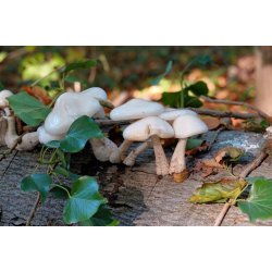 Blomster &amp; Natur