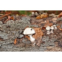 Blomster &amp; Natur