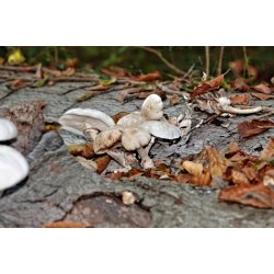 Blomster &amp; Natur