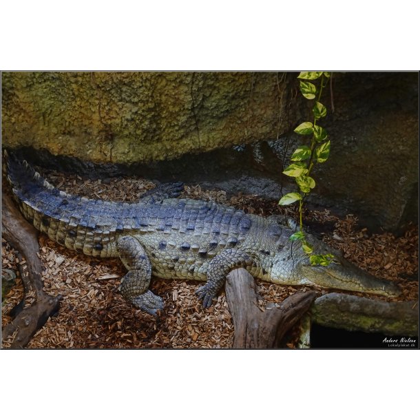 Krokodille