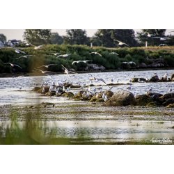 Dyr - Fugle &amp; Insekter