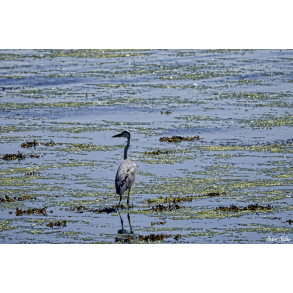 Fiskehejre i Vordingborg