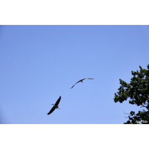 Fiskehejre i Vordingborg