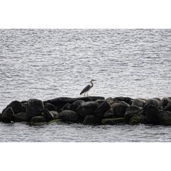 Dyr - Fugle &amp; Insekter