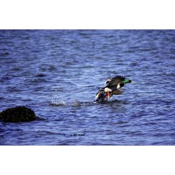 Dyr - Fugle &amp; Insekter