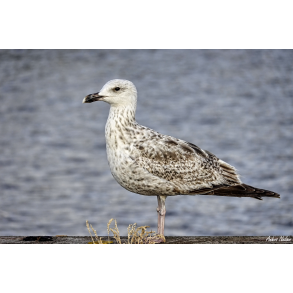 M�ge p� Kalvehave Havn