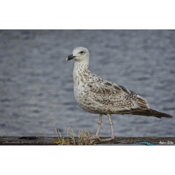 Dyr - Fugle &amp; Insekter