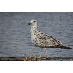 M�ge p� Kalvehave Havn