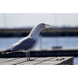 Dyr - Fugle &amp; Insekter