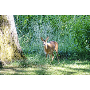 R�dyr i Vordingborg