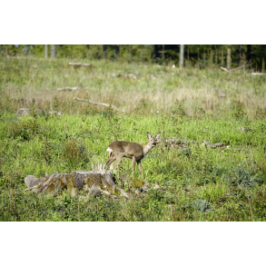 R�dyr i Stensby Skoven