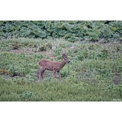 Dyr - Fugle &amp; Insekter