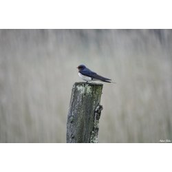 Dyr - Fugle &amp; Insekter