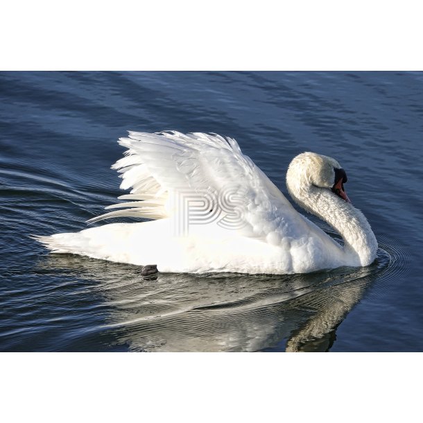 Svane