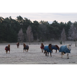 Dyr - Fugle &amp; Insekter