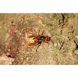 Dyr - Fugle &amp; Insekter