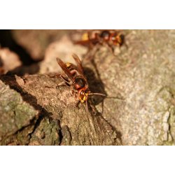 Dyr - Fugle &amp; Insekter