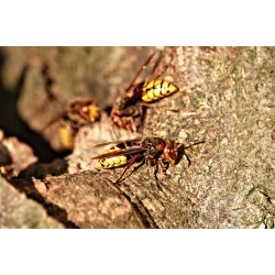 Dyr - Fugle &amp; Insekter