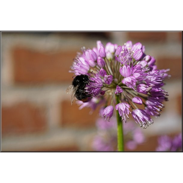 Purlg Blomst