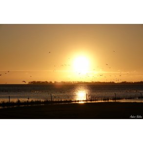 Morgenstemning i Bog