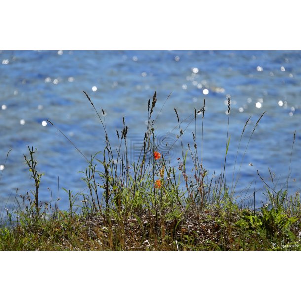 Sommerdag - Valmue