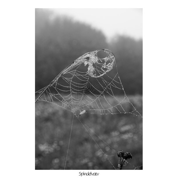 Spindelvv