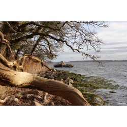 Skulpturer - trkunst