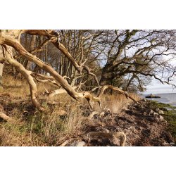 Skulpturer - trkunst