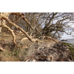 Skulpturer - trkunst