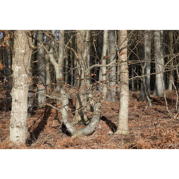 Skovens Kunst