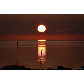 Morgenstund over Nyord