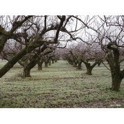 Blomster &amp; Natur