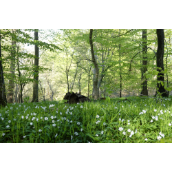 Blomster &amp; Natur