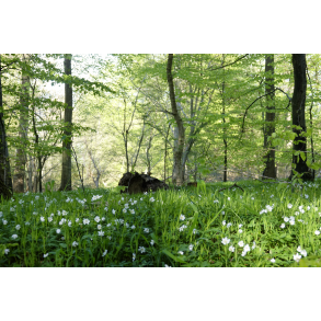 Anemoner i Skovbunden