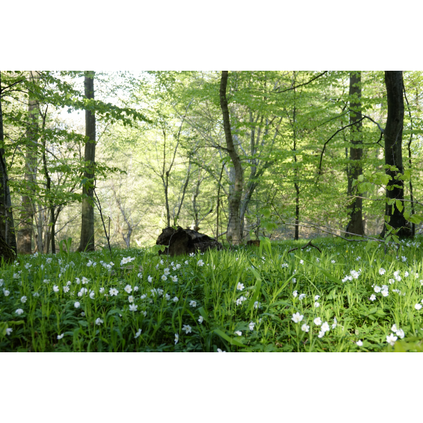 Anemoner i Skovbunden