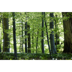 Anemoner i Skovbunden